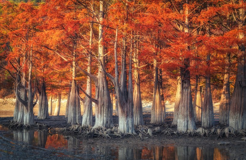 кипарисы, сукко, озеро, корни, осень, болотные кипарисы, Болотные Кипарисы на озере Суккоphoto preview