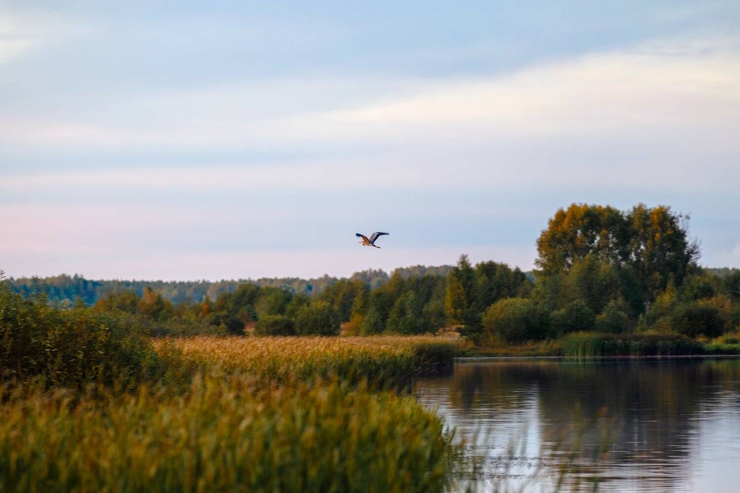 Вечер на озере. Автор: Сергей Сергеев пейзаж, Сергей Сергеев