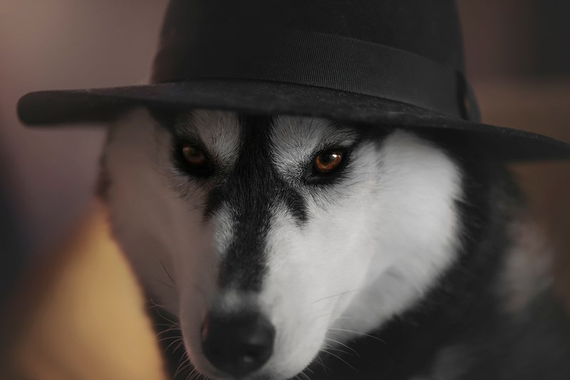 husky, dogs, siberian husky GumGumphoto preview