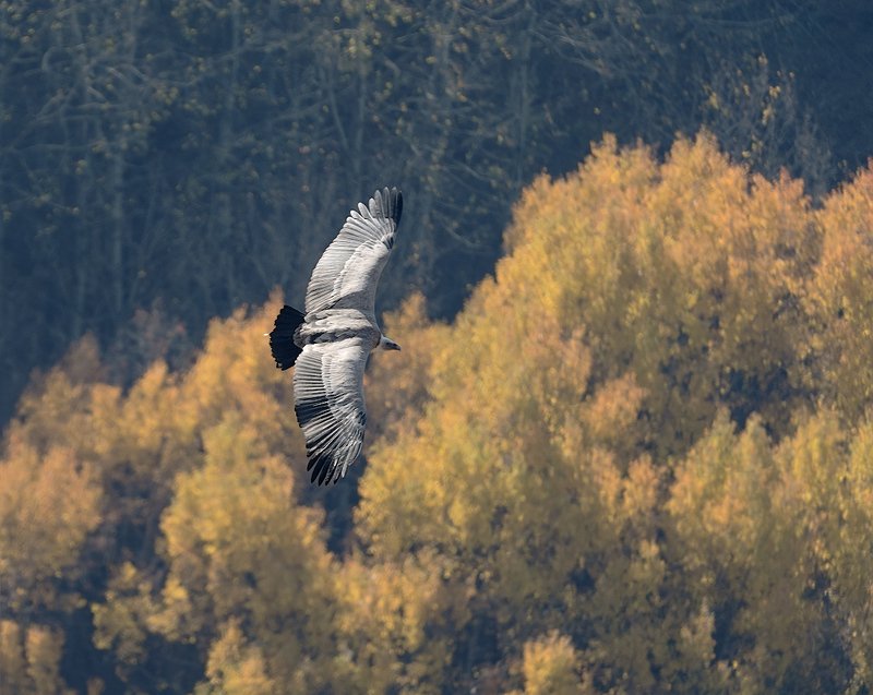 природа,горы,птица,полёт,осень Над осеньюphoto preview