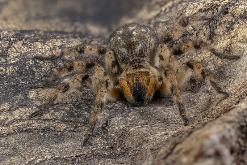 Мизгирьphoto preview