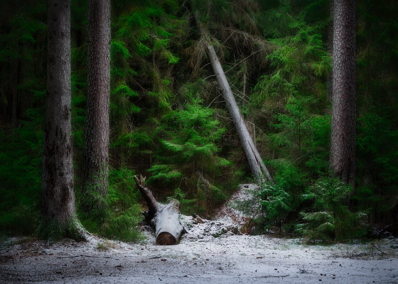 лес, снег, пейзаж, комарово Первый снег, Комаровоphoto preview