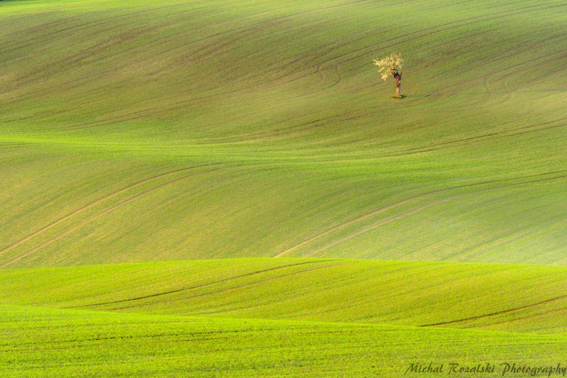 tree, ,spring, ,green, ,season, ,fields, ,moravia, , Lonely treephoto preview