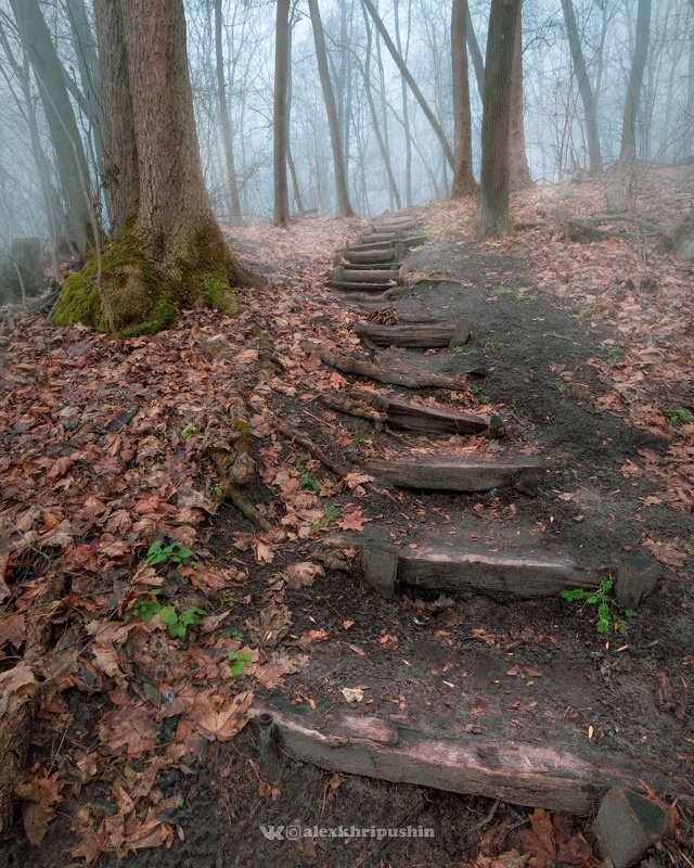 forest fog mist outdoors nopeople landscape winter trees path nature wideangle Stairs to the mistphoto preview