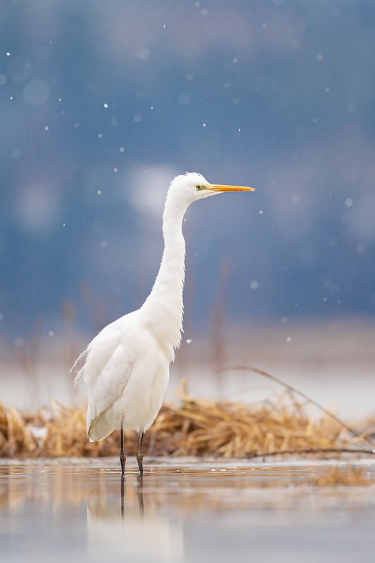 bird, nature, poland, heron, animal, snow, nikon, sigma, sigma500, sigmafotopolska White heron with snowphoto preview