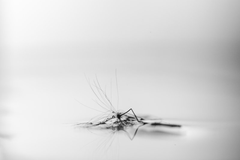 макро, одуванчик, ч/б, macro, dandelion, b/w Потрёпанный photo preview