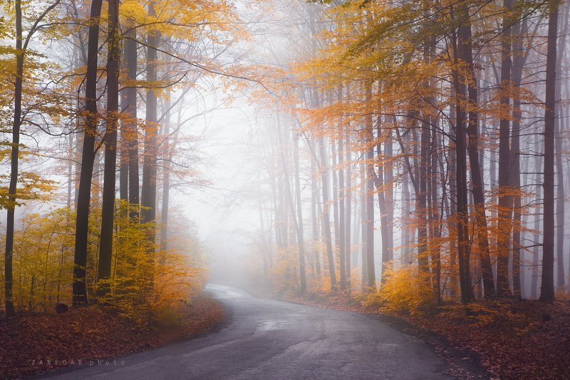 туман,zanfoar,czech republic,bohemia,nikon d750,чехия туман ,,photo preview