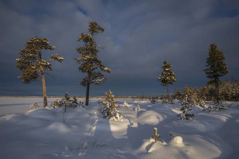 зима, мороз, снег. свет, день, Декабрь фото превью