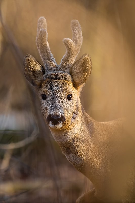 deer, roe, nature, poland, animal, forest, portraitw, nikon, sigma Forest portraitphoto preview