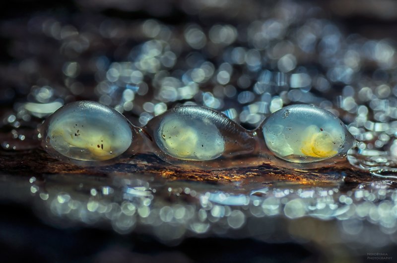 макро, природа, слизни, слизень, кладка, яйца, боке, macro, nature, slugs, slug, eggs, bokeh, laying Тройняшкиphoto preview