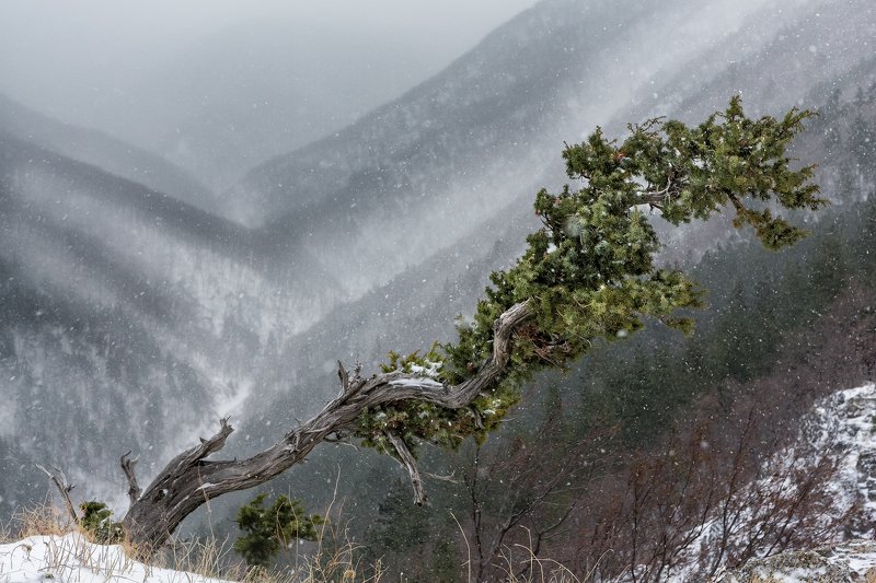 Зимаphoto preview