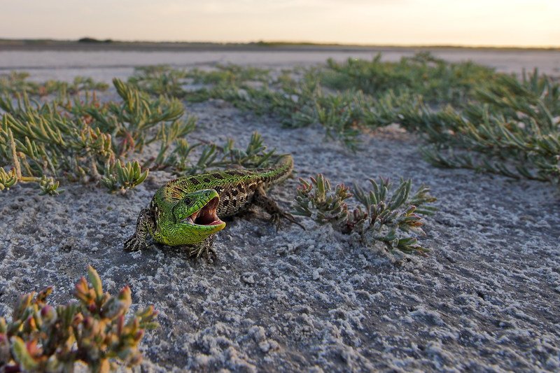 прыткая,ящерица,lacerta,agilis,солерос,солончаковый,salicornia,perennans,самарский лес,солёный лиман Кусь)photo preview