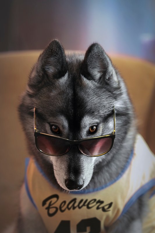 husky, dogs, siberian husky Teen Kumaphoto preview