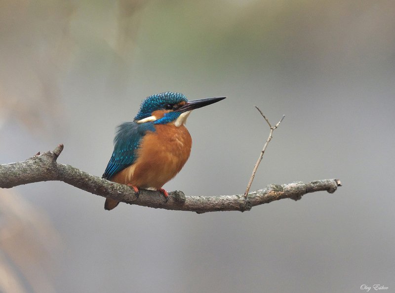 птицы, зимородок, зима Зимовье. Сезон 4photo preview