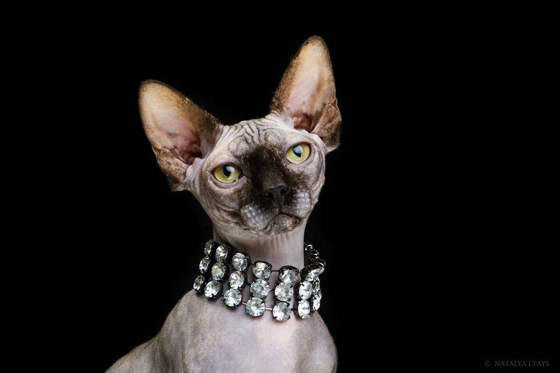 Королеваphoto preview