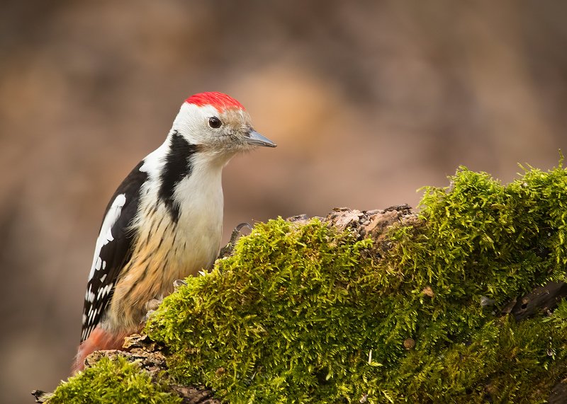 Middle spotted woodpeckerphoto preview