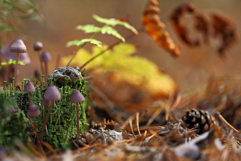 лес, макро, папоротник, лишайник, самарский, чесночница, pelobates, fuscus, кладония, пень, кладония, грибы, шишка, сосна Осенняя сказкаphoto preview