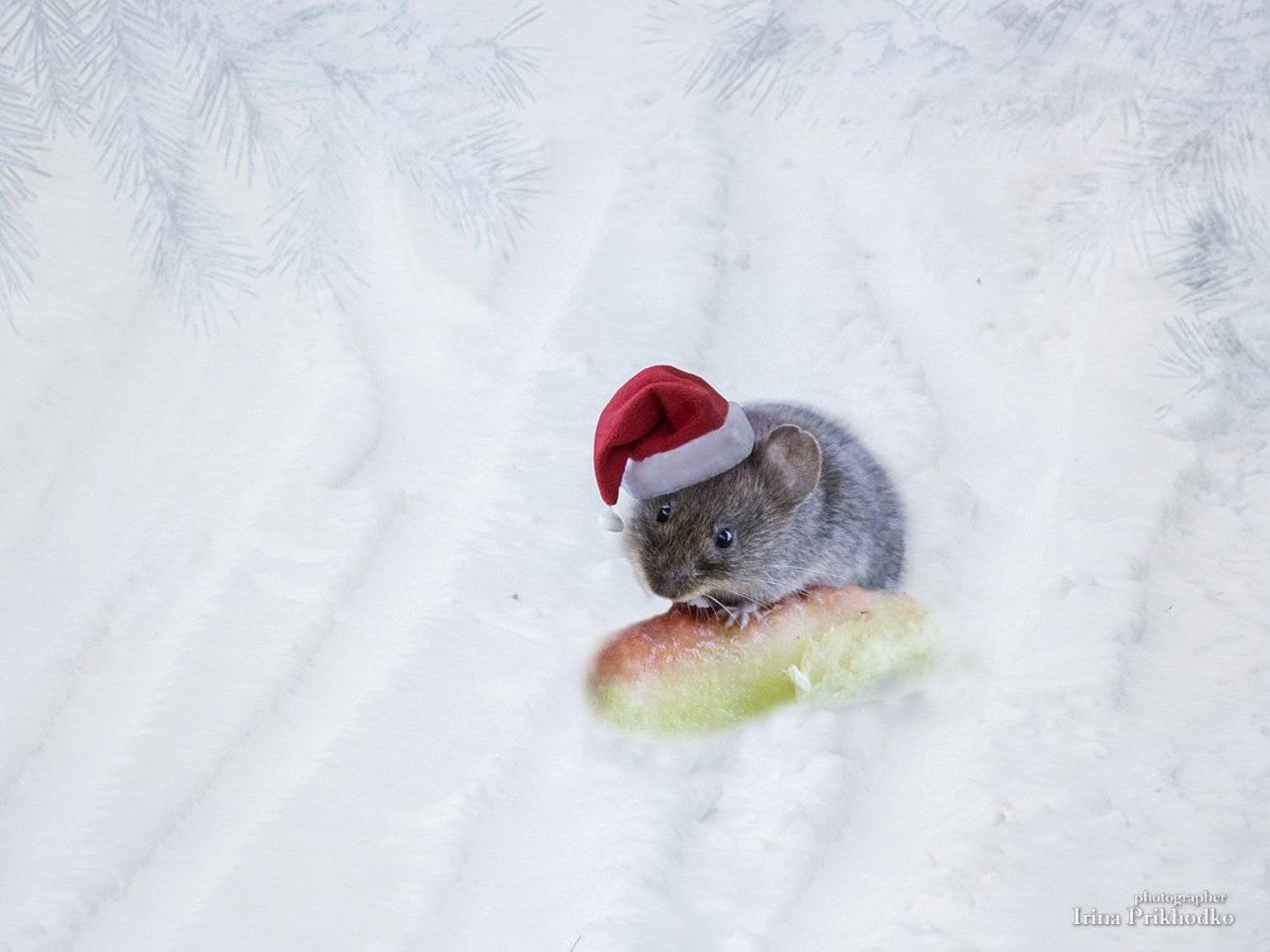Хозяюшка спешит. Автор: Ирина Приходько фотоарт, мышка, Новый год, зима, Ирина Приходько