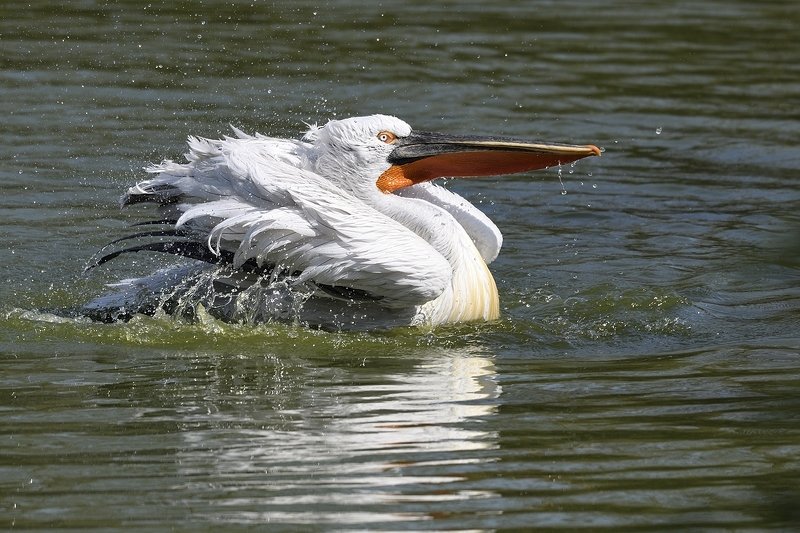 птицы birds Pelecanusphoto preview