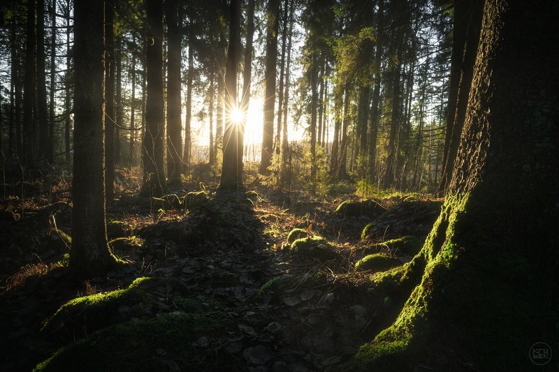 карелия, лес, кирьявалахти, Побережье Кирьявалахтиphoto preview