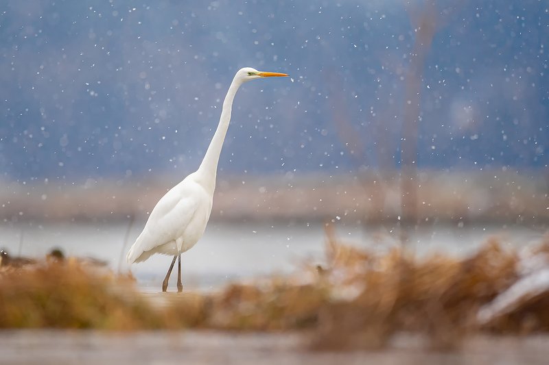 bird, nature, poland, heron, animal, snow, nikon, sigma, sigma500, sigmafotopolska With snowphoto preview