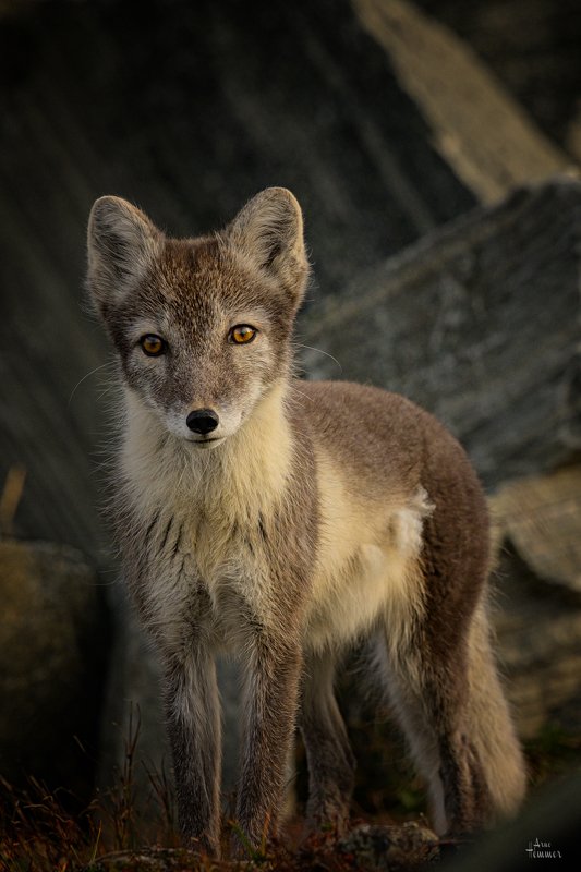 Arctic foxphoto preview