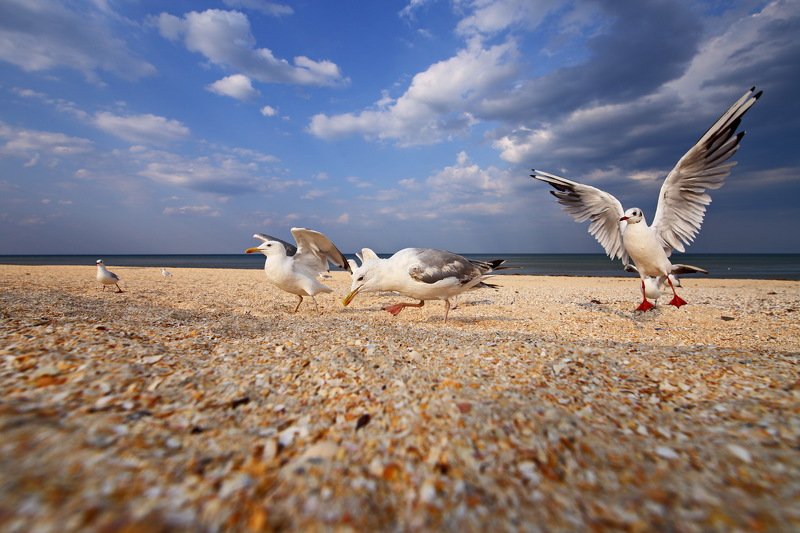 хохотунья, larus, cachinnans, озерная, чайка, chroicocephalus, ridibundus, азовское, море, пляж Поналетелиphoto preview