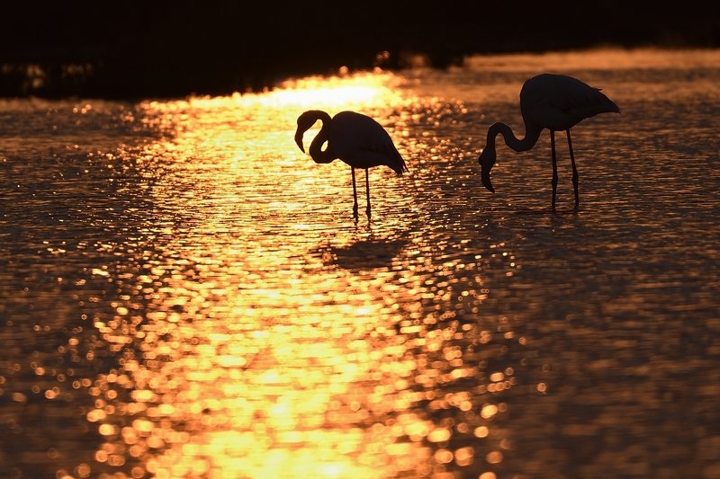 птицы birds Phoenicopterus roseusphoto preview