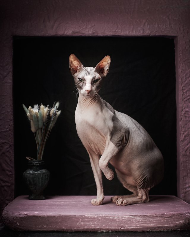 #spinks #stillife #igorkryukov #kerch #fashioncats Sphinxes in a still life (Сфинксы в натюрморте)photo preview