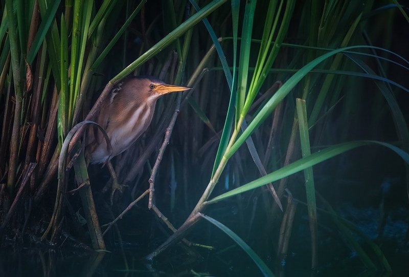 В засадеphoto preview