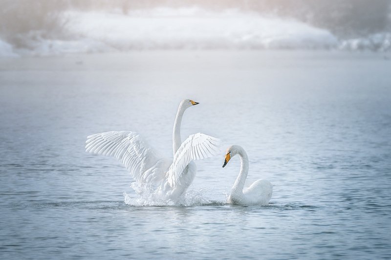 Лебеди, Озеро Светлое  Ты посмотри, как я хорош...photo preview