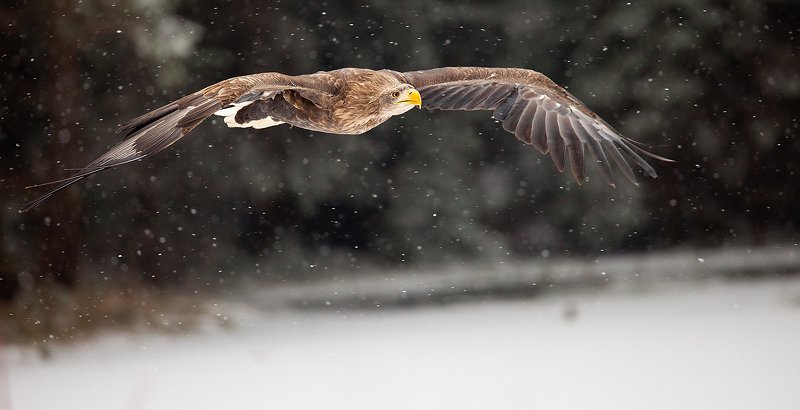 Sea Eaglephoto preview