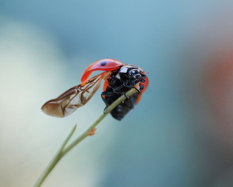 макро, природа, nature, macro, насекомые, insect, ladybug, божьякоровка photo preview