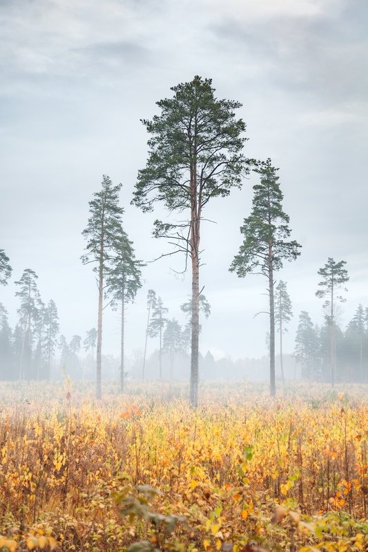 Подмосковная осеньphoto preview