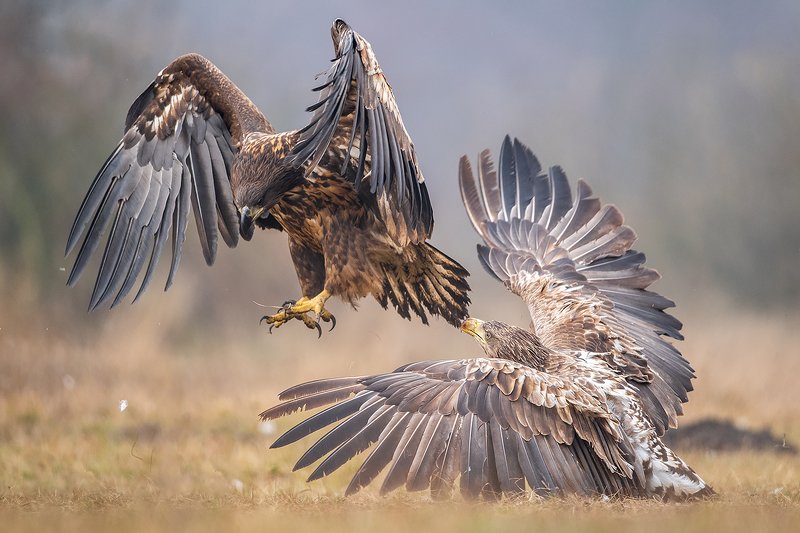 bird, nature, poland, eagle, animal, snow, nikon Eagles fightphoto preview