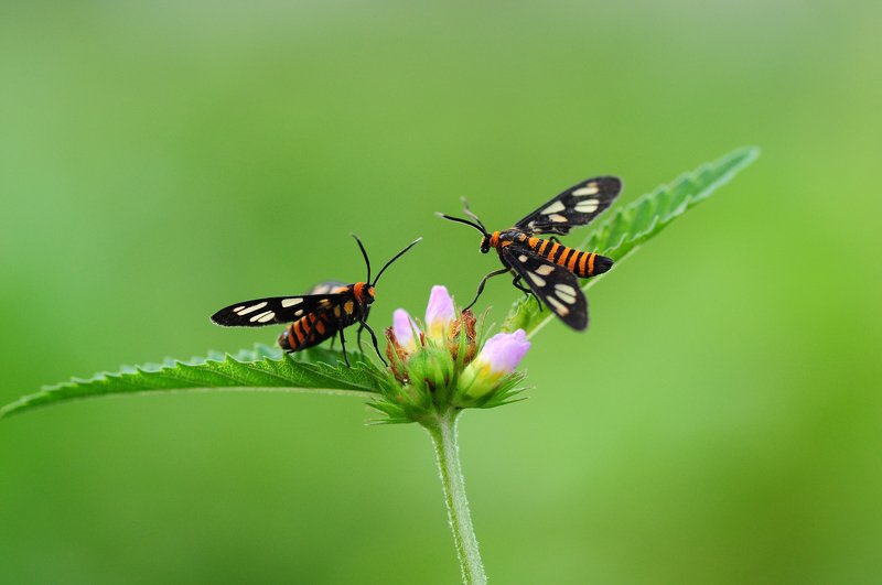 #macro, #nature, #animals, #green, #forest two Butterfly orange in gardenphoto preview