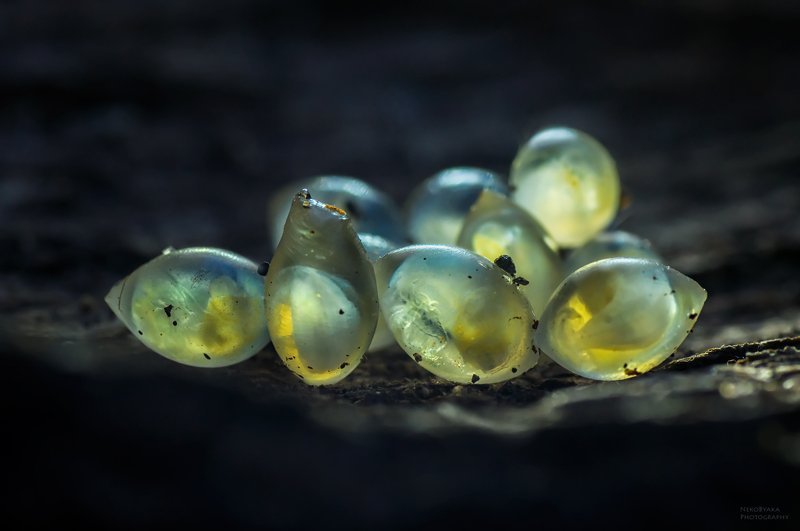 макро, природа, слизни, кладка, яйца, macro, nature, slugs, laying, eggs, Зарождение жизниphoto preview