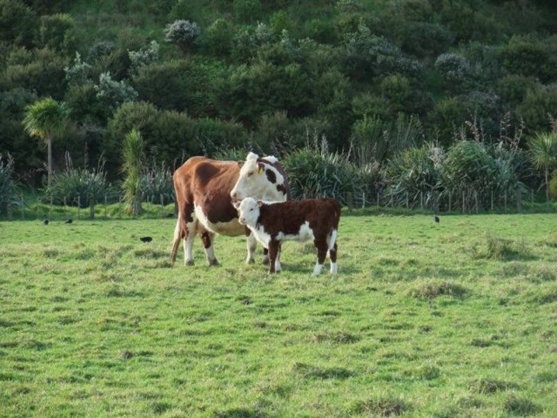 коровы, зеландия Коровыphoto preview