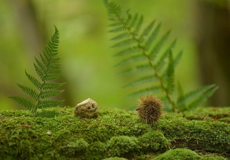 Бедный Йорик.... или Йожик и Трольphoto preview