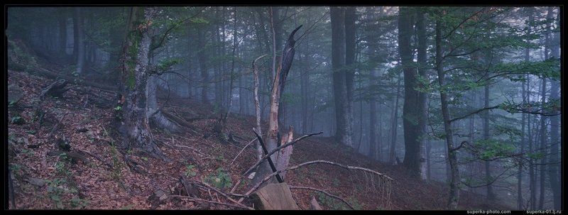 Карпатский лесphoto preview