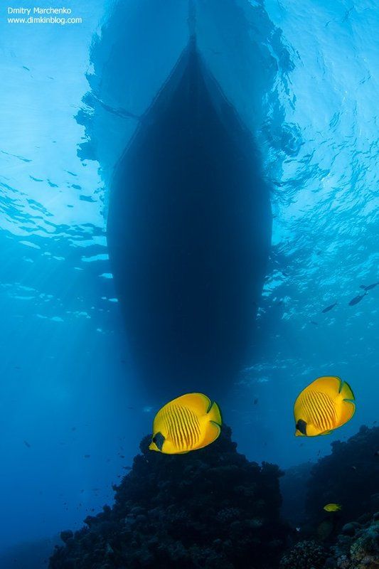 рыбы бабочки, butterfly fish, underwater ***photo preview