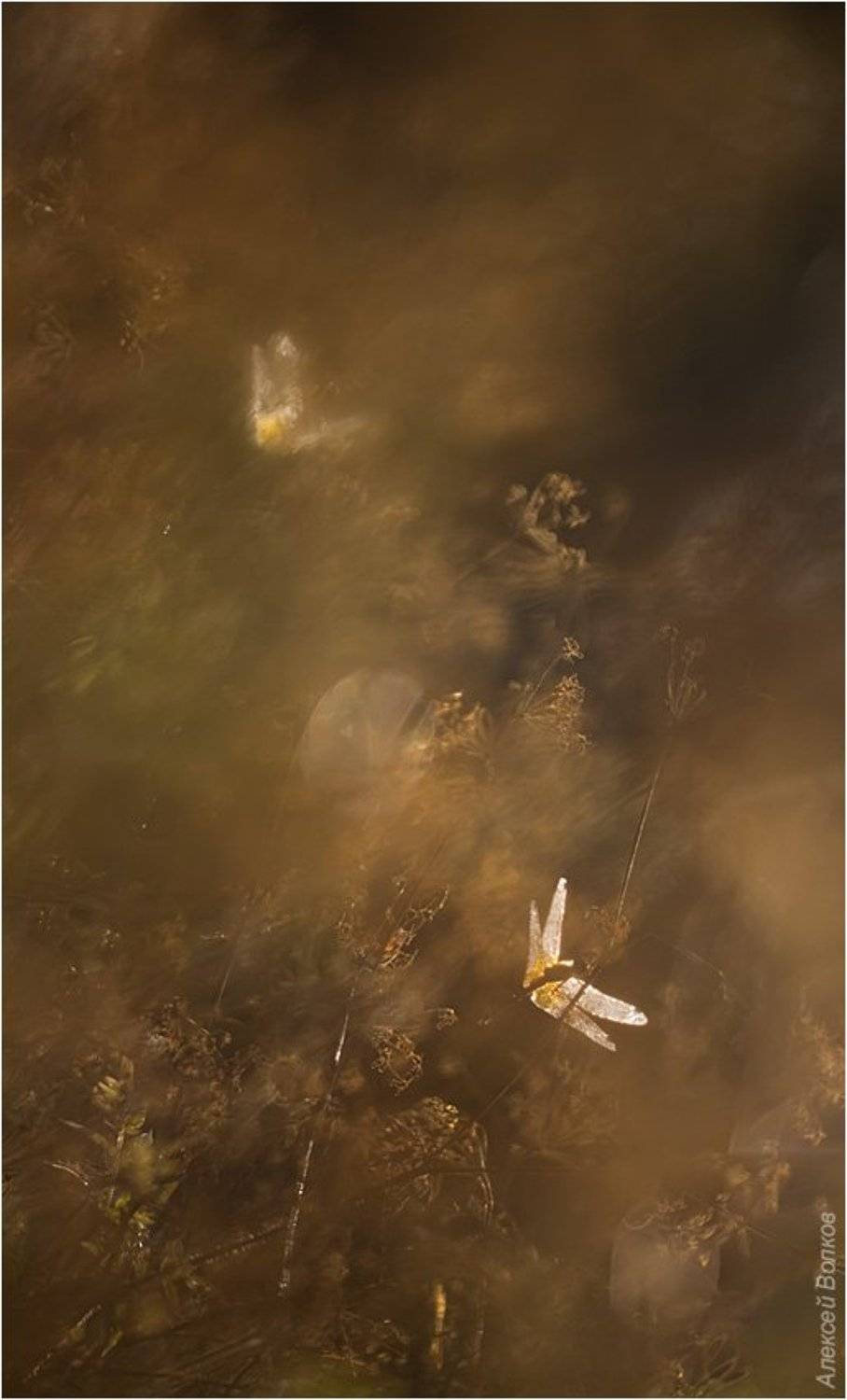 стрекозы, Алексей Волков