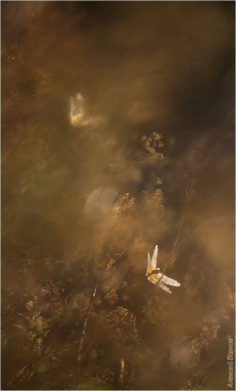 стрекозы Солнечные зайчикиphoto preview