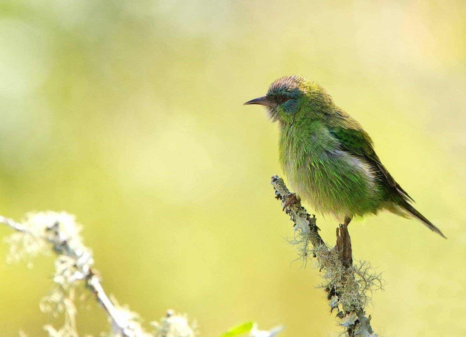 В ожидании весны. Автор: Елена Давыдова синий дакнис, самка, птицы, бразилия, dacnis cayana, Елена Давыдова