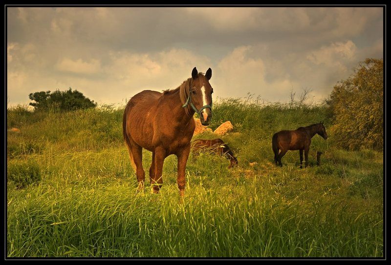 На лугу пасутся Ко....photo preview