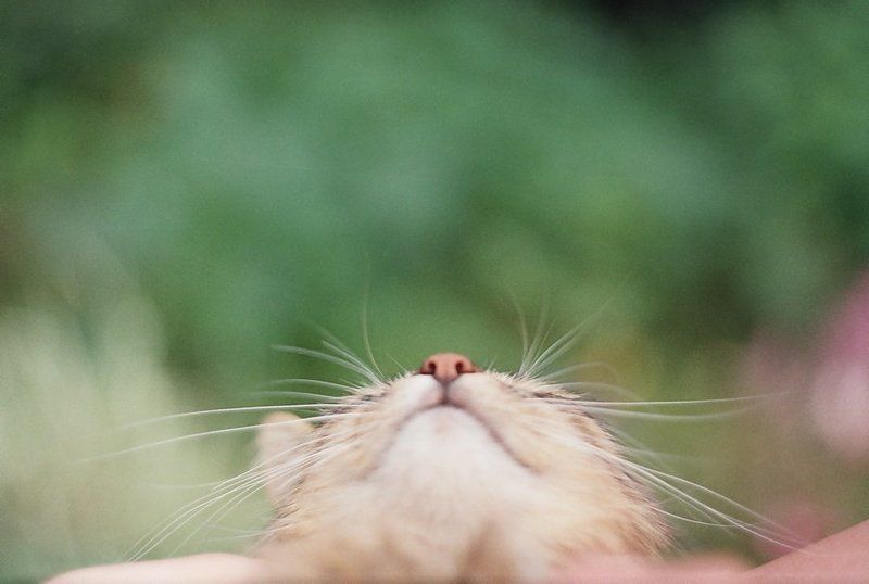 животные, кот, пленка, film, zenit-e, зенит-е, зенит flairphoto preview