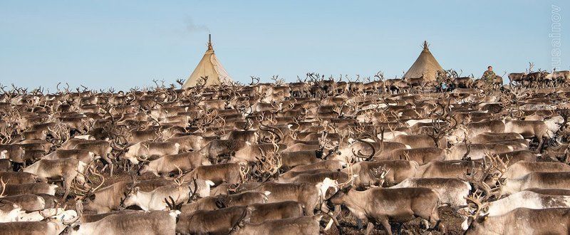 север,  путешествия,   жизнь на краю земли,   чумы,  стойбище, олени,   репортаж живые реки севераphoto preview