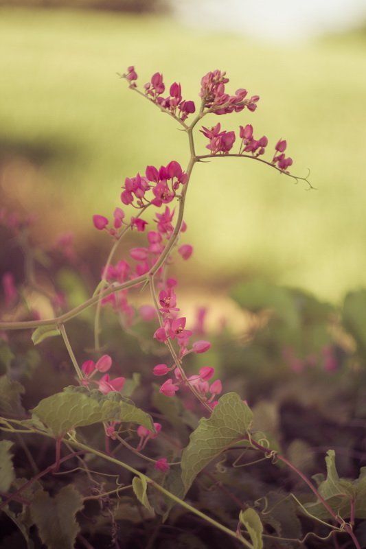 Утро.photo preview