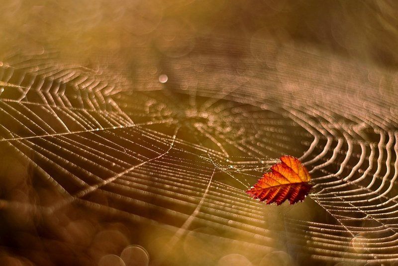 jesienna galaktyka....photo preview