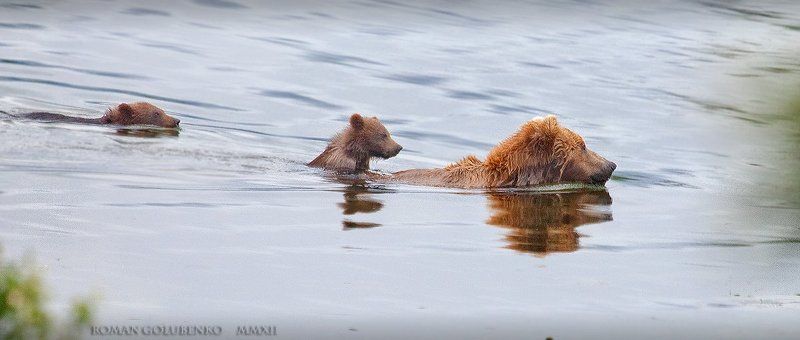 Медвежонок-наездник. плюс Видео. Alaska. Cute GRIZZLY cub riding on the back of his Mumphoto preview